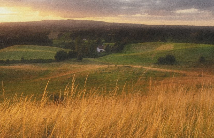 Golden grass running down a hillside at dusk