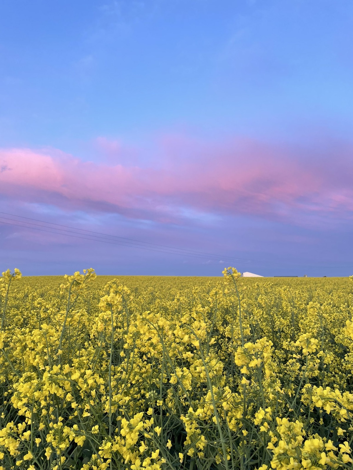 A rapeseed field in full yellow under a pink evening sky