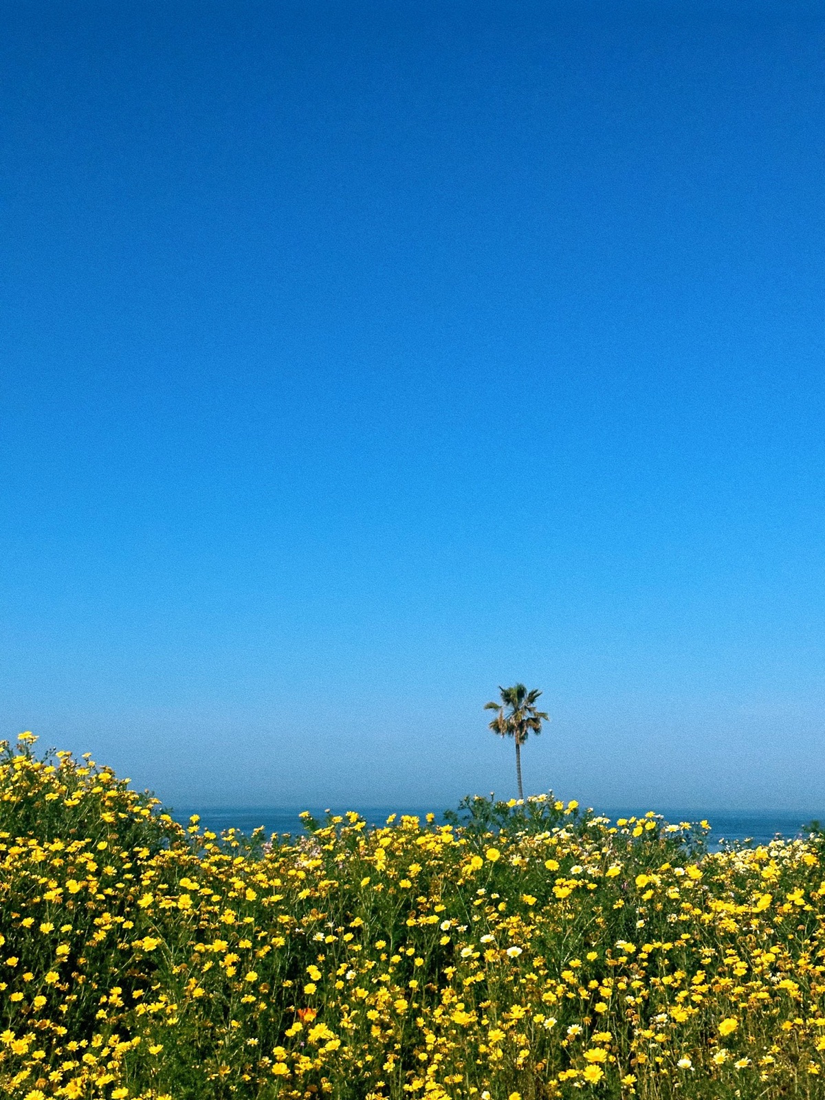 Yellow wildflowers on a coastal slope, a lone palm and the sea beyond